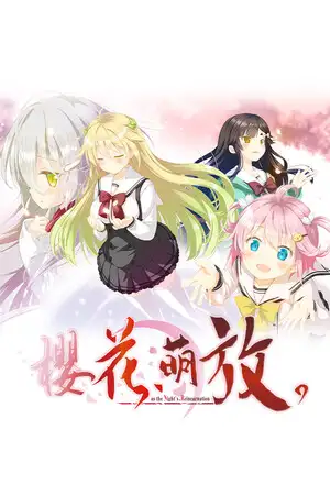 樱花，萌放
